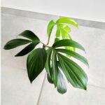 Philodendron / Filodendron DRAGON TAIL - Ogon Smoka