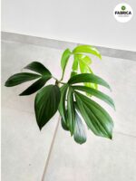Philodendron / Filodendron DRAGON TAIL - Ogon Smoka