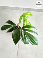 Philodendron / Filodendron DRAGON TAIL - Ogon Smoka - obrazek 3