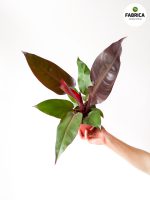 Philodendron erubescens 'Red Sun' M - obrazek 4