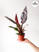 Philodendron erubescens 'Red Sun' M - obrazek 3