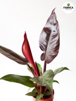 Philodendron erubescens 'Red Sun' M
