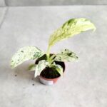 Rhaphidophora Puberula Variegata