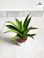 Sansewieria / Sansevieria PANTHERA