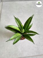 Sansewieria / Sansevieria PANTHERA - obrazek 2