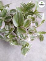 Tradescantia / Trzykrotka albiflora White Cobra