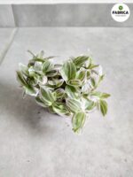 Tradescantia / Trzykrotka albiflora White Cobra - obrazek 3