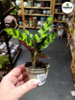Calathea Lancifolia / Kalatea - obrazek 4