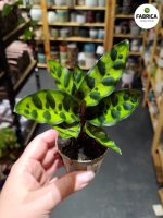 Calathea Lancifolia / Kalatea - obrazek 3