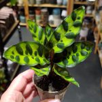 Calathea Lancifolia / Kalatea