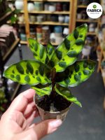 Calathea Lancifolia / Kalatea