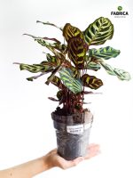Calathea Makoyana L - obrazek 4