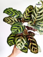 Calathea Makoyana L