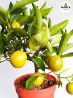 Drzewko cytrynowe - Citrofortunella - obrazek 2