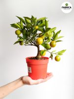 Drzewko cytrynowe - Citrofortunella