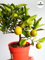 Drzewko cytrynowe - Citrofortunella - obrazek 4