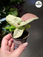 Syngonium Milk Confetti - obrazek 5