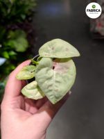 Syngonium Milk Confetti - obrazek 6