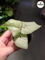 Syngonium Milk Confetti - obrazek 4