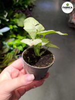 Syngonium Milk Confetti - obrazek 3