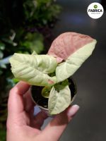 Syngonium Milk Confetti - obrazek 2