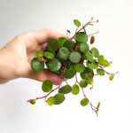 Peperomia Papperspot maluch