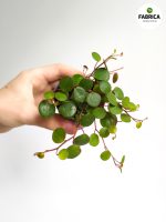 Peperomia Papperspot maluch
