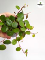 Peperomia Papperspot maluch - obrazek 3
