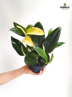 Philodendron 'Cobra' / Monstera Stadleyana M - obrazek 10