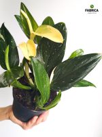 Philodendron 'Cobra' / Monstera Stadleyana M - obrazek 8