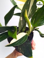 Philodendron 'Cobra' / Monstera Stadleyana M - obrazek 9