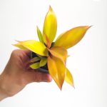 Filodendron / Philodendron 'Prince of Orange' S