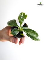 Philodendron / Filodendron 'White Wizard' - obrazek 11
