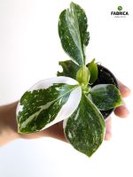 Philodendron / Filodendron 'White Wizard' - obrazek 13