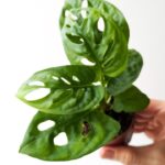 Monstera obliqua 'Monkey Mask'