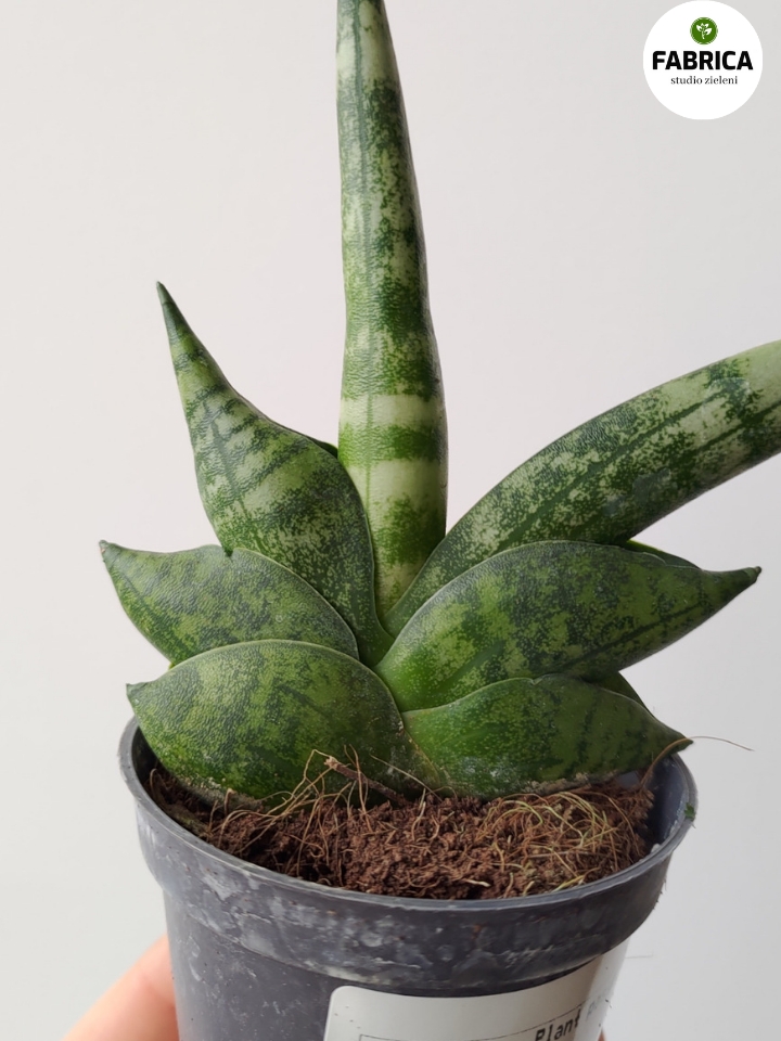 Sansevieria Ehrenbergii Samurai Dwarf Wyjątkowe 