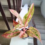 Aglaonema Prestige - obrazek 4