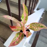 Aglaonema Prestige - obrazek 3