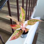 Aglaonema Prestige - obrazek 2