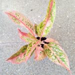 Aglaonema Prestige - obrazek 8