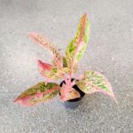 Aglaonema Prestige - obrazek 7
