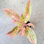 Aglaonema Prestige - obrazek 6