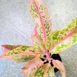 Aglaonema Prestige