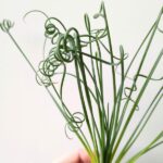 Albuca Spiralis Frizzle Sizzle - obrazek 2