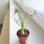 Albuca Spiralis Frizzle Sizzle - obrazek 7