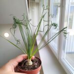 Albuca Spiralis Frizzle Sizzle - obrazek 6