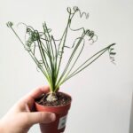 Albuca Spiralis Frizzle Sizzle - obrazek 5