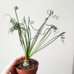 Albuca Spiralis Frizzle Sizzle - obrazek 4