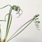 Albuca Spiralis Frizzle Sizzle - obrazek 3