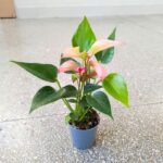 Anthurium matata PINK / Anturium różowe - obrazek 7